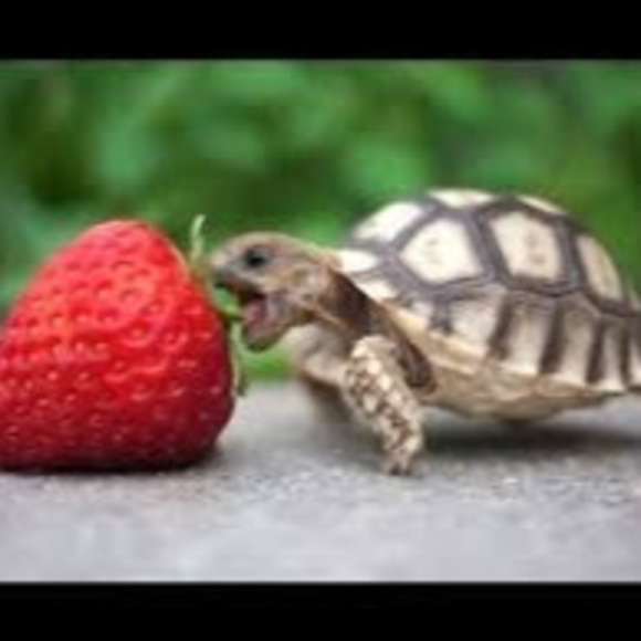 Meet your Posher, Ellise - Picture 1 of 1